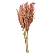 Artikel Torkad vassdekoration aprikos 75 cm 10 st Boho Pampasgräs