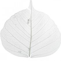 Artikel Blekta skelettblad Pilblad skelettiserade 8-10cm 300 st