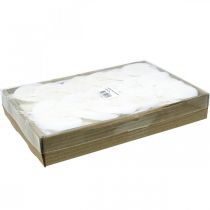 Artikel Blekta skelettblad Pilblad skelettiserade 8-10cm 300 st