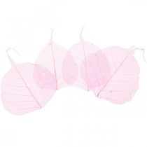Artikel Skelettblad Pilblad skeletoniserade rosa 5-9cm 200 st