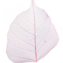 Artikel Skelettblad Pilblad skeletoniserade rosa 5-9cm 200 st