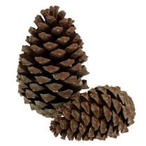 Kottar Pinus Maritima 10cm - 15cm natur 3st