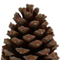 Artikel Pinus Maritima-kottar 10cm - 15cm naturliga 3 stycken