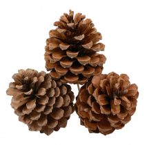 Artikel Kottar Maritima Maritime Tall Naturlig 5-10cm på pinnen 50 st
