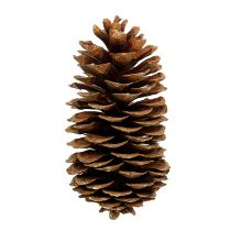 Artikel Sockerkottar naturliga 20-25cm