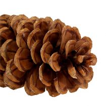 Artikel Sockerkottar naturliga 20-25cm