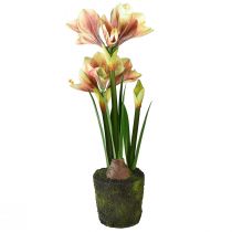 Artikel Amaryllis i en mosskula konstgjord med rosa-gula mönstrade blommor - 45 cm - Exotisk och stilren dekoration