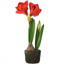 Artikel Amaryllis i konstgjorda mossakulor - klarröda blommor, 49 cm - elegant och naturlig rumsdekoration