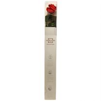 Artikel Infinity Rose med löv bevarade Amorosa Röd L54cm