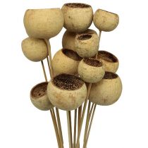 Artikel Bell Cup Mix på pinne Natural Exotics 15 st