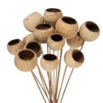 Artikel Bell Cup Mix på stjälk, naturliga exotiska sorter, 15 bitar