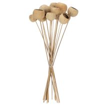 Artikel Bell Cup Mix på stjälk, naturliga exotiska sorter, 15 bitar