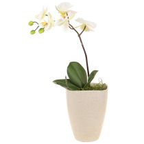 Artikel Orkidékruka blomkruka plast beige fläckig 13,5x13cm H16,5cm 4st