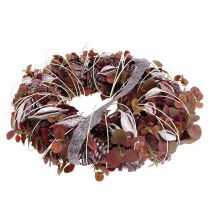 Artikel Brachyciton björnbärsfrostade 500g