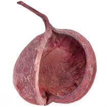 Artikel Buddhanöt Röd Vit Torkad Naturlig Dekoration Ø5,5–9,5cm 5 st