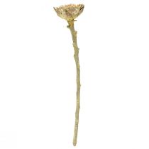 Artikel Compacta Rosette Proteen Grön Frostad Ø4-5,5cm 20 st