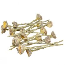 Artikel Compacta Rosette Proteen Grön Frostad Ø4-5,5cm 20 st