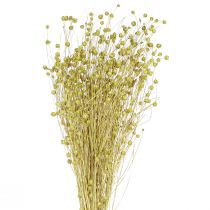 Artikel Deco Lin Torkade Torkade Blommor Olivgrön 50g