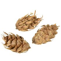 Artikel Douglas-koner 1,3 kg