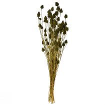 Artikel Torkad dekoration med jordgubbstistel, olivgrön, Ø1–2 cm, L55 cm, 100 g