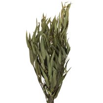 Artikel Eucalyptus Konserverade Grenar Blad Grön Oval 150g