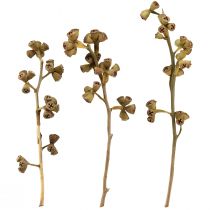 Artikel Eukalyptusgrenar naturlig dekorativ exotisk eukalyptus 20-30cm 25 st