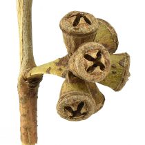 Artikel Eukalyptusgrenar naturlig dekorativ exotisk eukalyptus 20-30cm 25 st