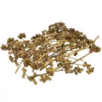 Artikel Eukalyptusgrenar naturlig dekorativ exotisk eukalyptus 20-30cm 25 st
