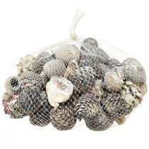 Artikel Exotiska kottar Leucodendron vittvättad 3-4cm 450g