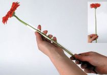 Artikel Gerbera stödslang 200m