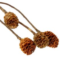 Artikel Glabrum Leucospermum Torkade Blommor 25-40cm 25 st