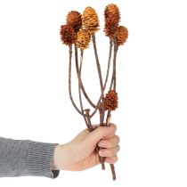 Artikel Glabrum Leucospermum Torkade Blommor 25-40cm 25 st