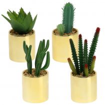 Kaktusgrön i en gyllene kruka 12cm - 17cm 4st