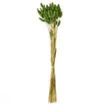 Artikel Kaninsvansgräs prydnadsgräs Lagurus olivgrön L65cm 50g