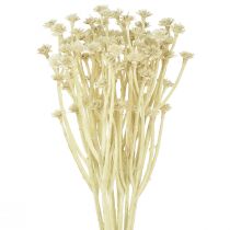 Artikel Konstgjord curryört vit beige L28cm 12 st 1 knippe