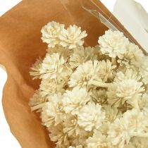 Artikel Konstgjord curryört vit beige L28cm 12 st 1 knippe