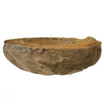 Artikel Kokosplanter, naturlig, 20 cm, 5 stycken