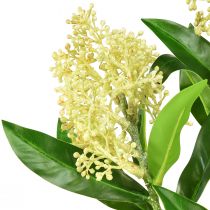Artikel Konstgjorda blommor kräm Skimmia japonica Skimmie 45cm 2st