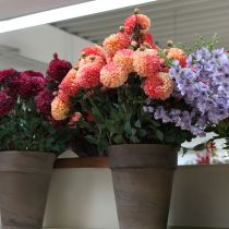 Artikel Konstgjorda dahlior i persikorosa Ø10cm L80cm 2 st