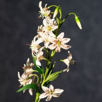 Artikel Konstgjord lilja som blomstjälk för elegant och lättskött dekoration, 82 cm, 2 stycken