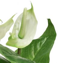 Artikel Konstgjorda blommor, flamingoblomma, konstgjord anthurium vit 36cm