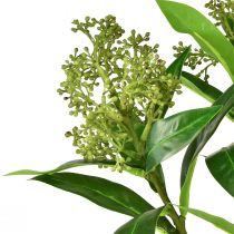 Artikel Konstgjorda blommor gröna Skimmia japonica Skimmie 45cm 2st