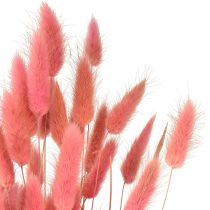 Artikel Lagurus Torkad Kanin Svans Gräs Rosa L45cm 50g