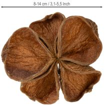 Artikel Landlotus Natur 50 st