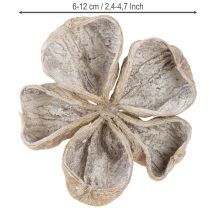 Artikel Landlotus Vittvättad 6-12cm 50 st