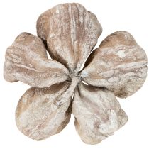 Artikel Landlotus Vittvättad 6-12cm 50 st