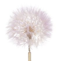 Artikel Jättemaskros dekorativa torkade blommor för modern inredning 12 cm 4 st