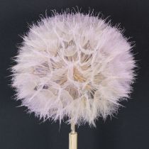 Artikel Jättemaskros dekorativa torkade blommor för modern inredning 12 cm 4 st
