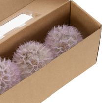 Artikel Jättemaskros dekorativa torkade blommor för modern inredning 12 cm 4 st