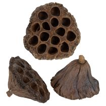 Artikel Lotuslök stor 100 st naturlig